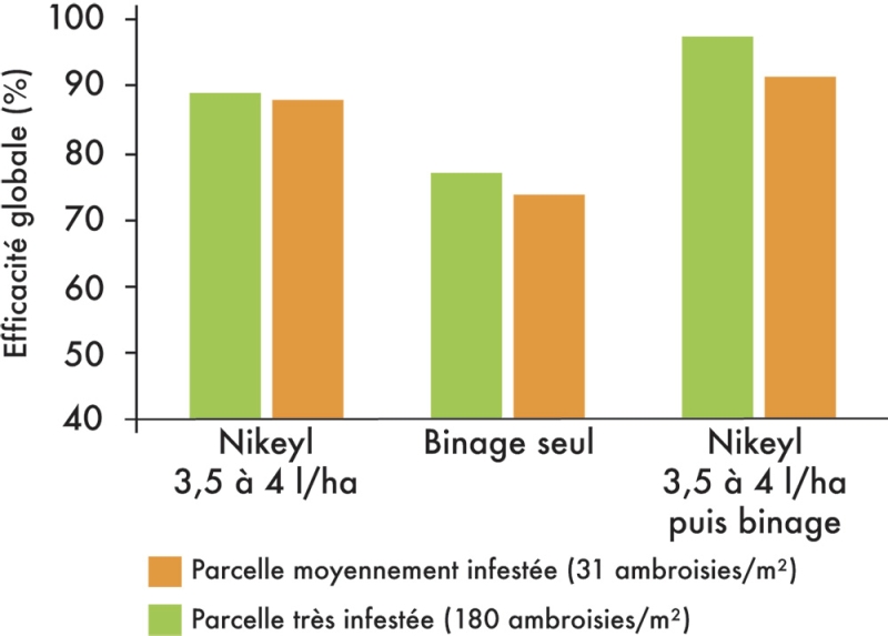 efficacité herbicide contre ambroisie