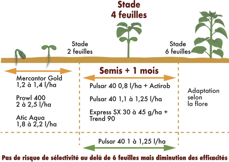 Schéma application herbicides sur tournesol