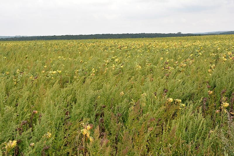 Infestation de chénopode non maitrisée dans une parcelle de tournesol 