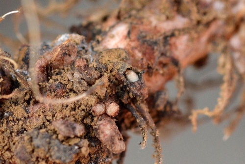 larve sitone nodosité Terres Inovia