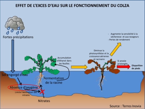 Graphique sur l'effet de l'excès d'eau sur le fonctionnement du colza