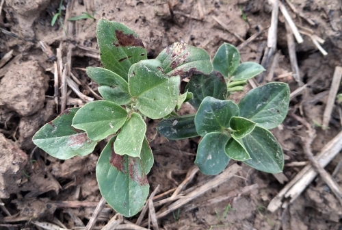 Symptômes physiologique féverole d'hiver