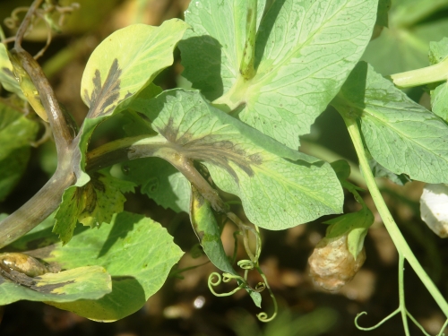 Bactériose - pois d'hiver