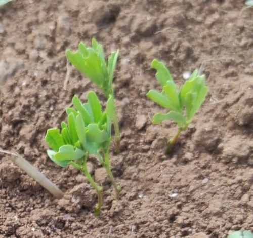 Dégâts de sitones sur lentille