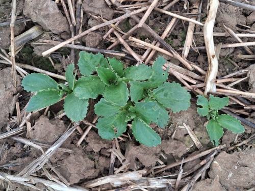 Dégâts de sitones sur féverole de printemps