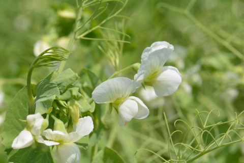 pois en floraison