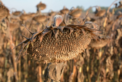 tournesol à maturité