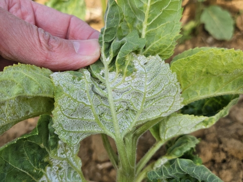 Symptôme de mildiou sur tournesol - feutrage blanc sur la face inférieure de la feuille