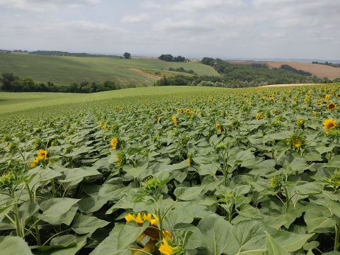 champ tournesol implantation Terres Inovia