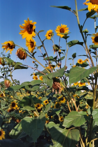 tournesol sauvage Terres Inovia