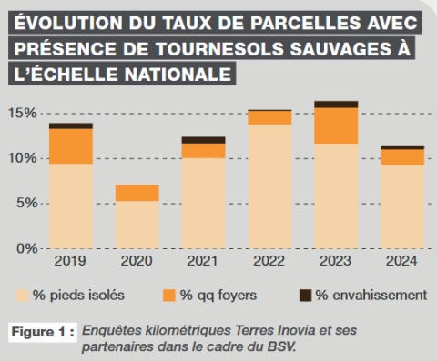 tournesols sauvages enquête Terres Inovia