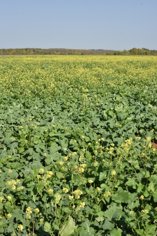 Graminées adventices