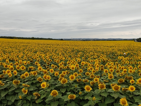 champ de tournesol Terres Inovia
