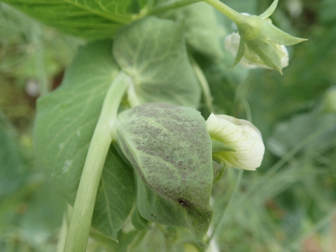 pois mildiou Terres Inovia