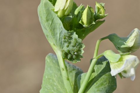 pois pucerons verts Terres Inovia
