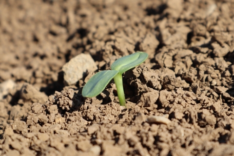 Cotylédon de tournesol