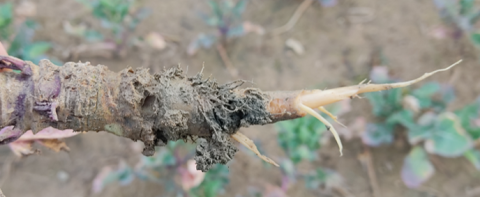 Hydromorphie colza racine