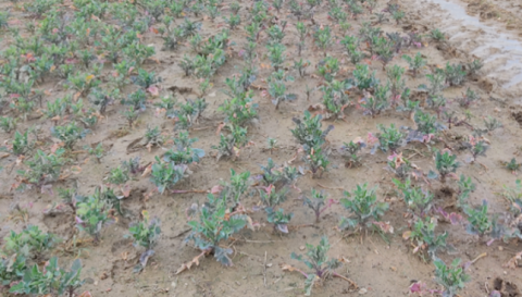 Parcelle hydromorphie colza