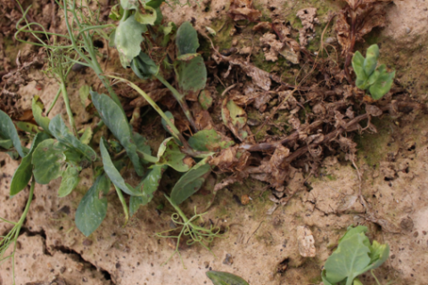 Pois Hiver - Complexe maladies