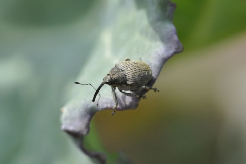 Photo de charançon de la tige du colza