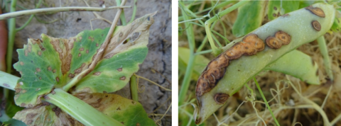 Pois Hiver - Anthracnose