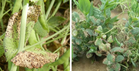 Pois Hiver - Ascochytose