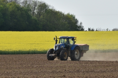 Fertilisation du tournesol