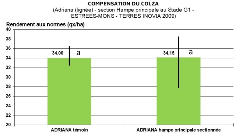 Graphique colza essai compensation perte hampe principale 2009