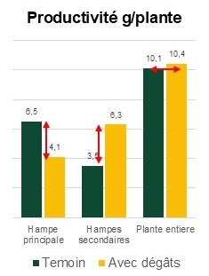 Graphique colza productivité g-plante