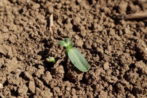 Dégâts oiseau sur cotylédon tournesol