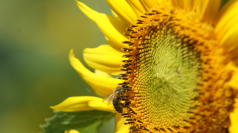 variétés de tournesol et abeilles