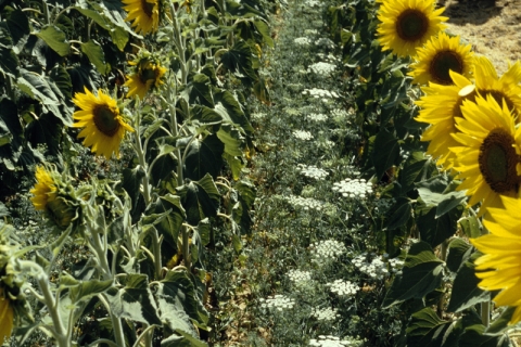 ammi majus dans le tournesol