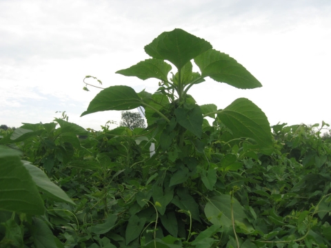 liseron dans tournesol
