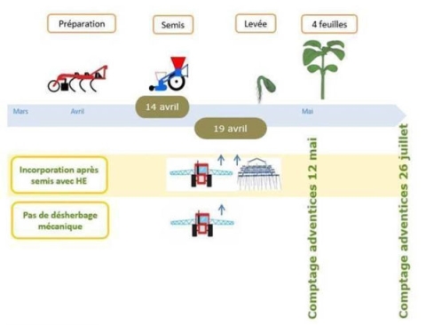 désherbage tournesol