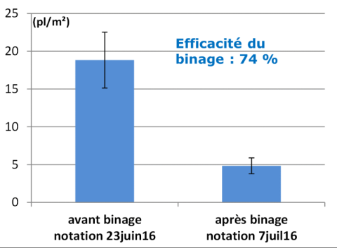 efficacité du binage contre ambroisie