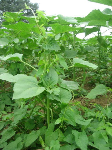 liseron dans tournesol