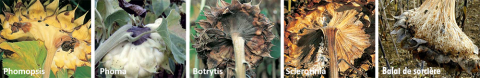 maladies du tournesol