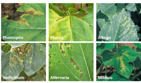 maladies du tournesol