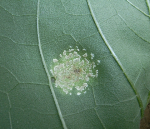 rouille blanche tournesol