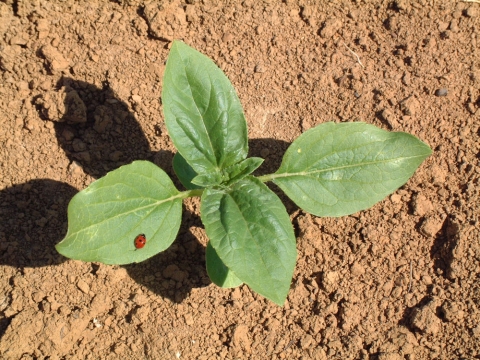 Coccinelle sur tournesol