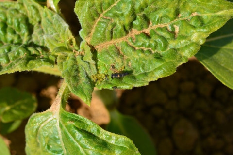larve coccinelle et pucerons