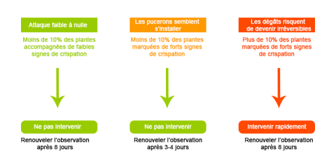 Schéma intervention contre pucerons sur tournesol