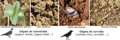 graines de tournesol attaque oiseaux
