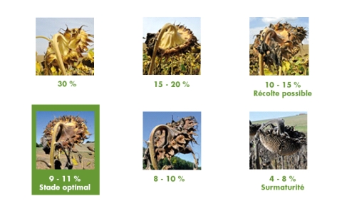 stade optimal pour récolter le tournesol
