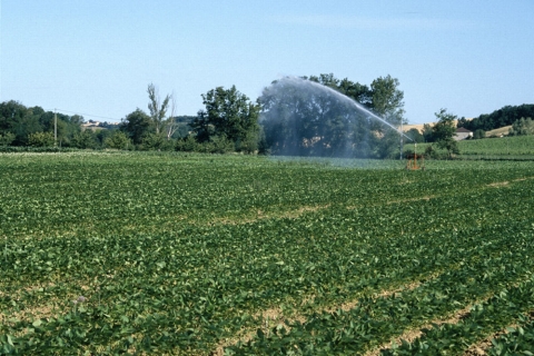 irrigation d