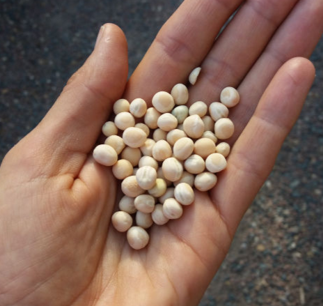 semences pois choix variétal