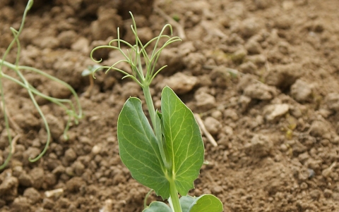 Pois de printemps au stade 3 feuilles