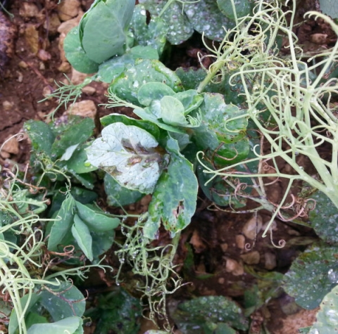 bactériose sur pois d