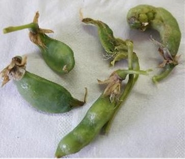 virose sur des gousses de pois protéagineux