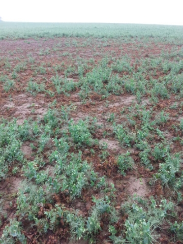 présence de bactériose sur pois d